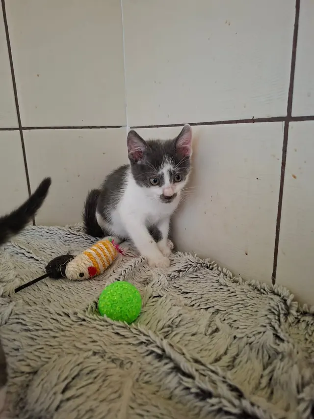Kačiukas guli ant pledo šalia žalio kamuoliuko