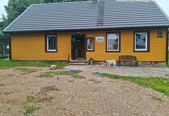 Geltonas kačių namų pastatas su kiemu